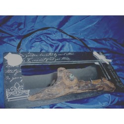 Emeraude naturelle - Pièce unique Ardoise miroir bois flotte " pteranodon "