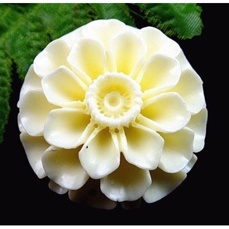 Rose sculptée dans un coquillage - Percée - Rose et blanche